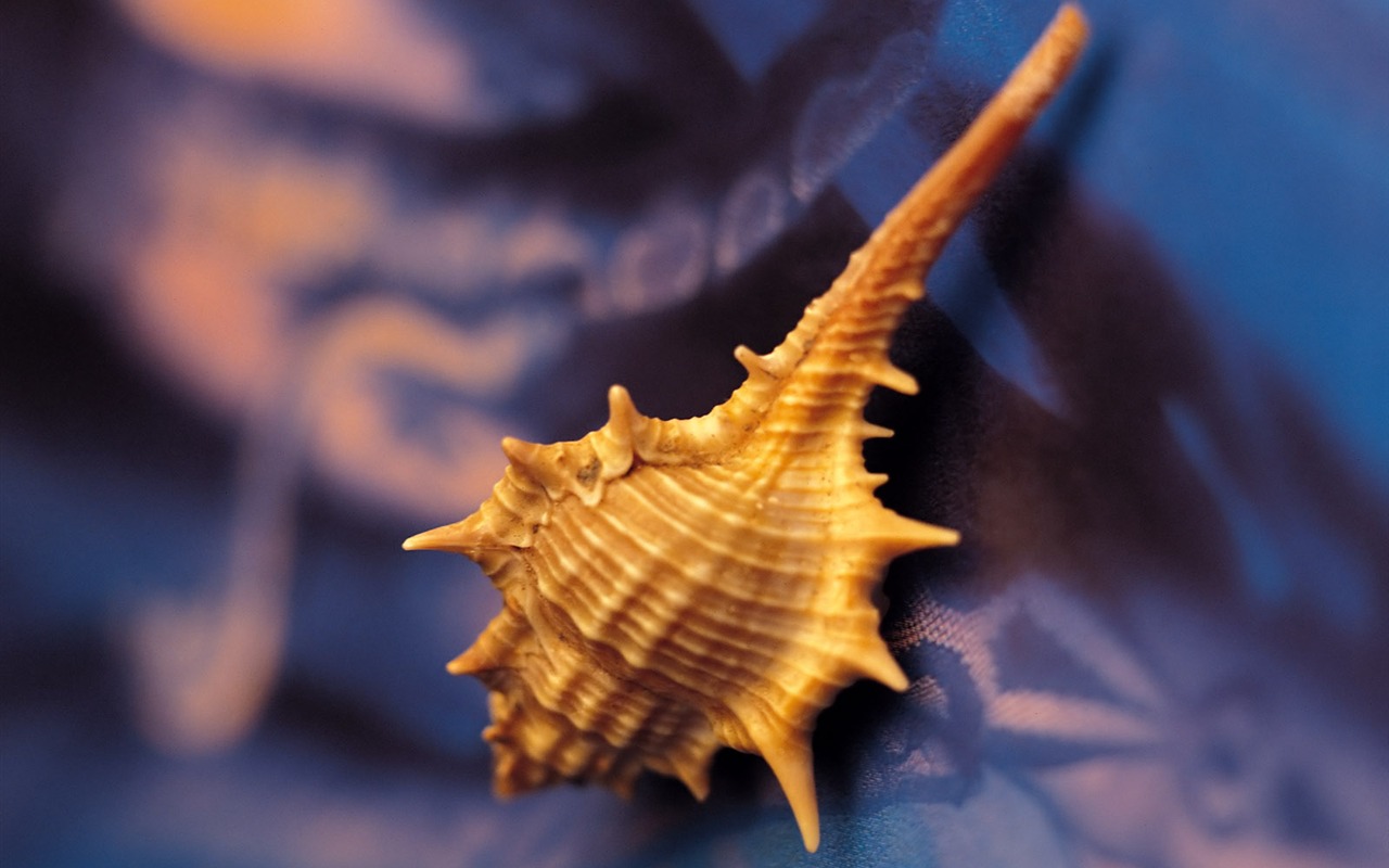 Conch Shell Tapete Album (4) #12 - 1280x800