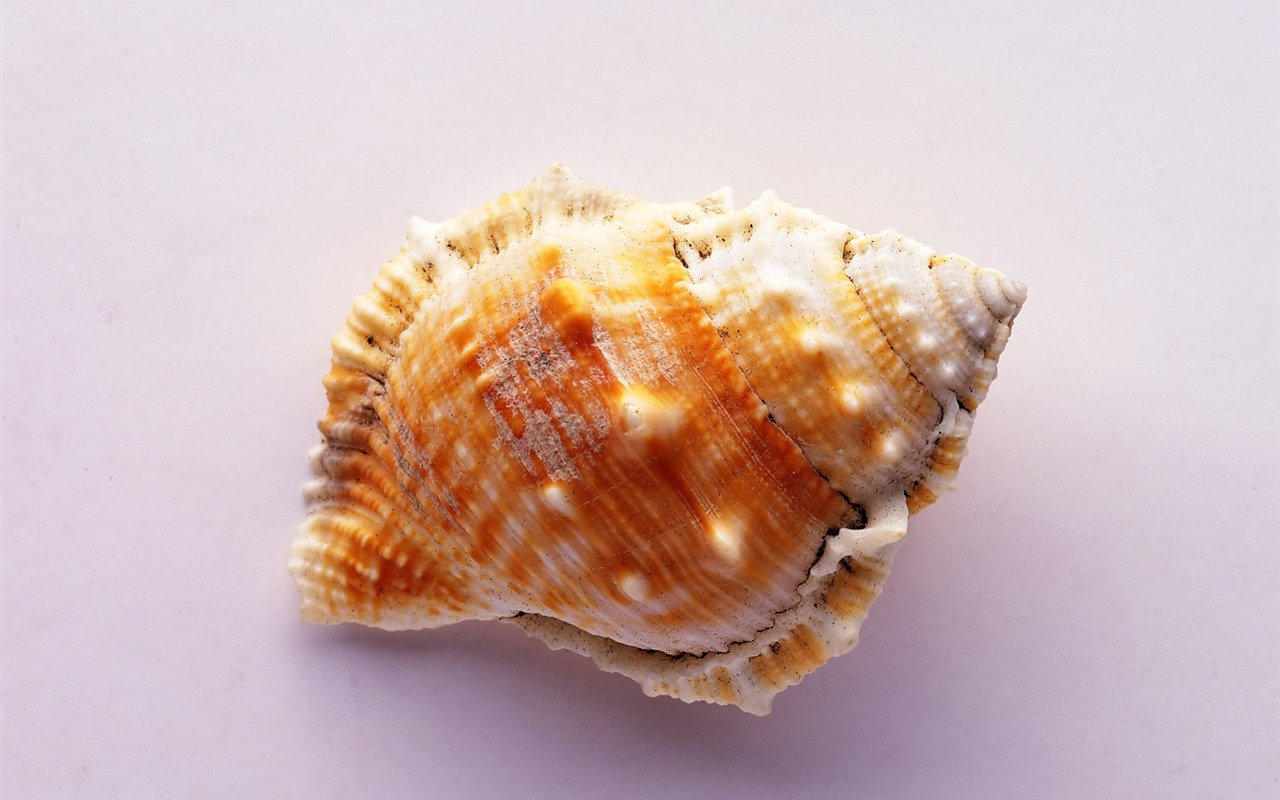 Conch Shell Tapete Album (4) #14 - 1280x800