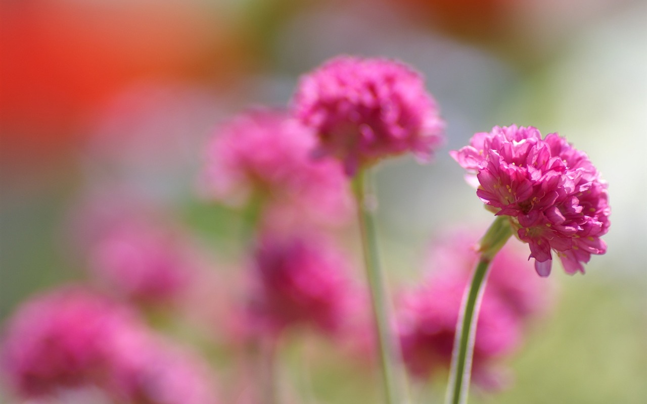 個人花卉攝影壁紙(二) #5 - 1280x800