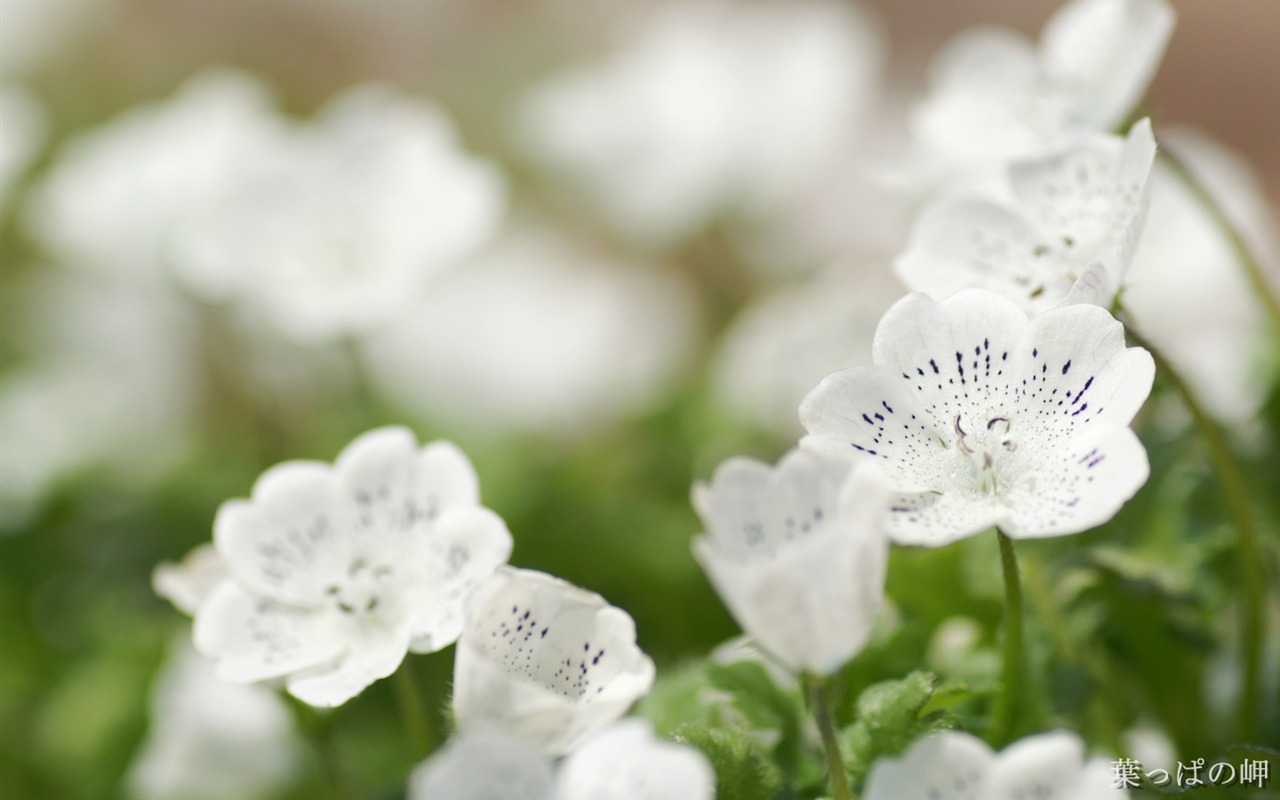 個人の花の壁紙(2) #16 - 1280x800