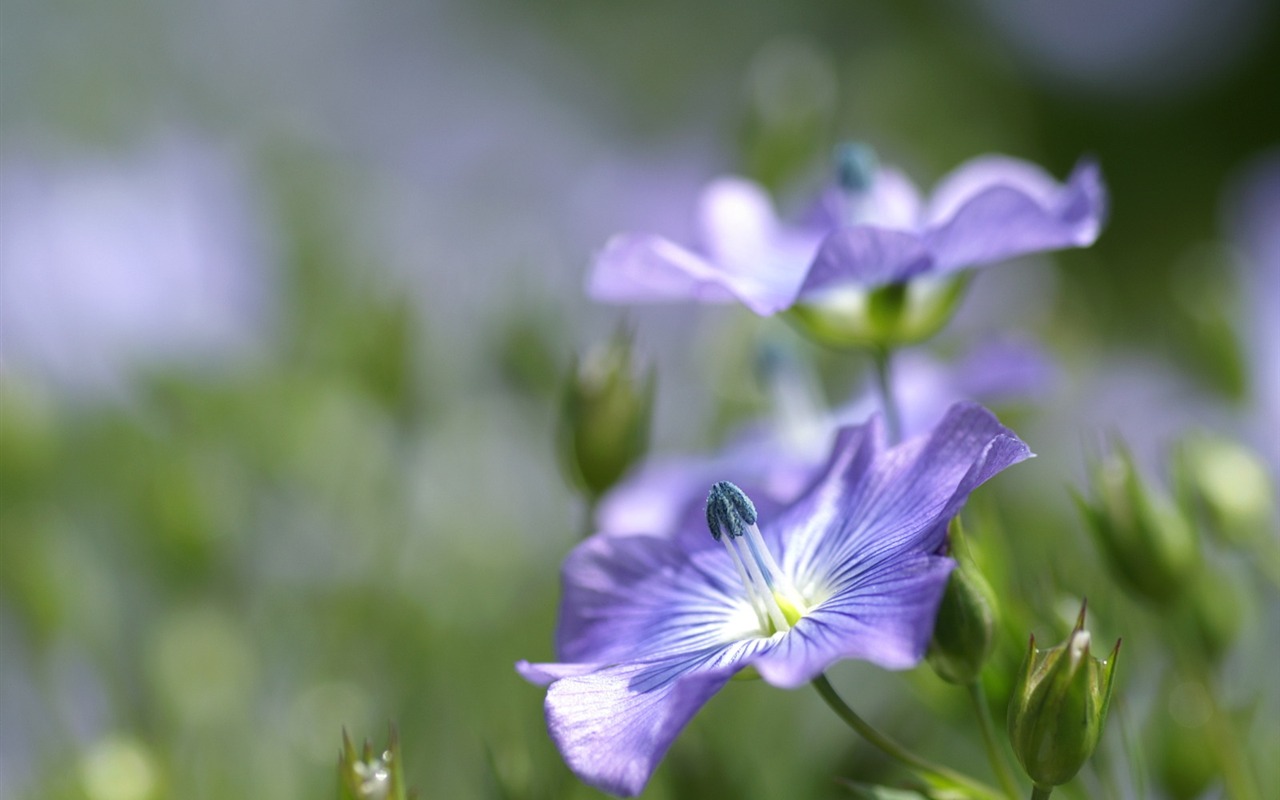 個人の花の壁紙(2) #17 - 1280x800