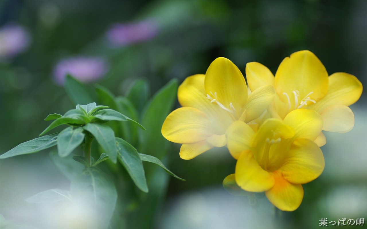 個人花卉攝影壁紙(二) #18 - 1280x800