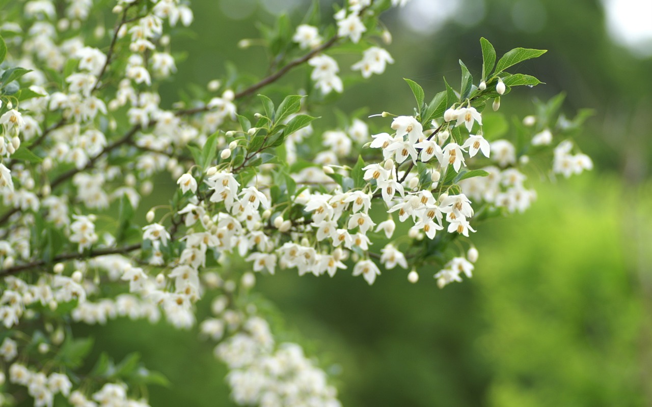 個人の花の壁紙(2) #20 - 1280x800