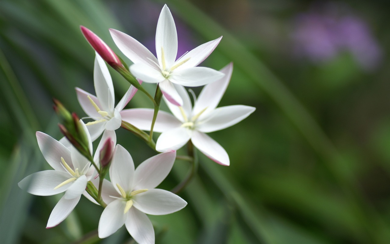 個人の花の壁紙(2) #21 - 1280x800