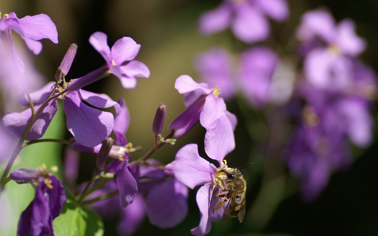 個人の花の壁紙(2) #23 - 1280x800