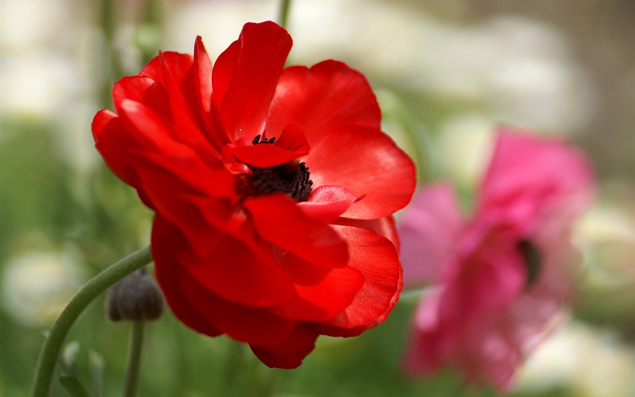 個人の花の壁紙(2) #25 - 1280x800