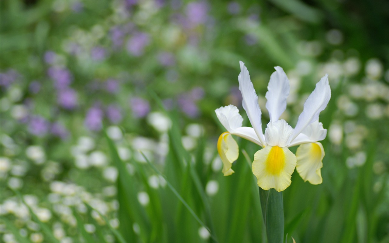 個人の花の壁紙(2) #29 - 1280x800