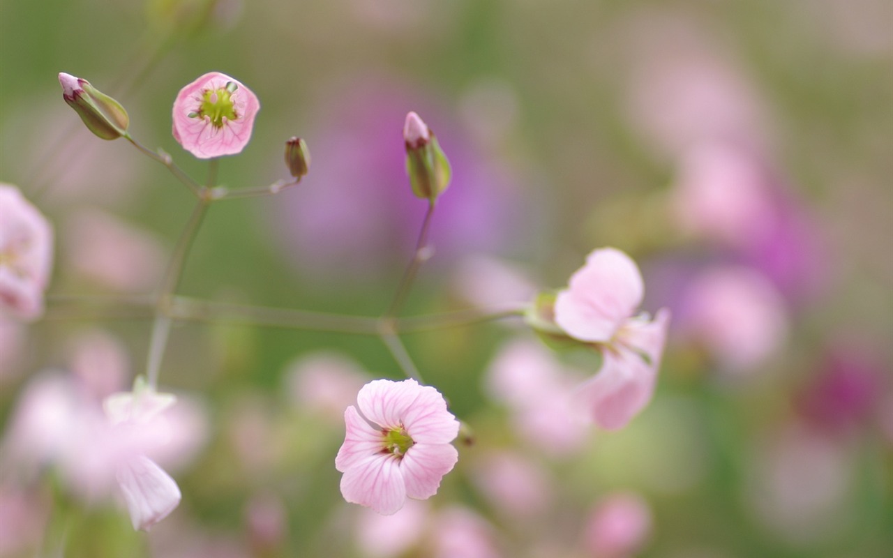 個人の花の壁紙(2) #30 - 1280x800