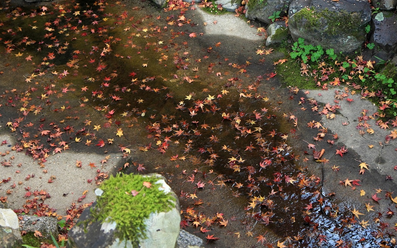 Maple Leaf wallpaper paved way #2 - 1280x800