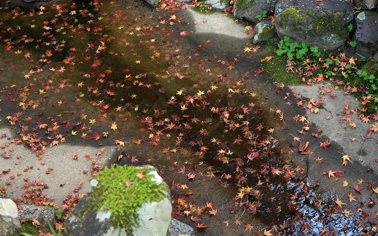 枫叶铺满地 壁纸2 - 1280x800