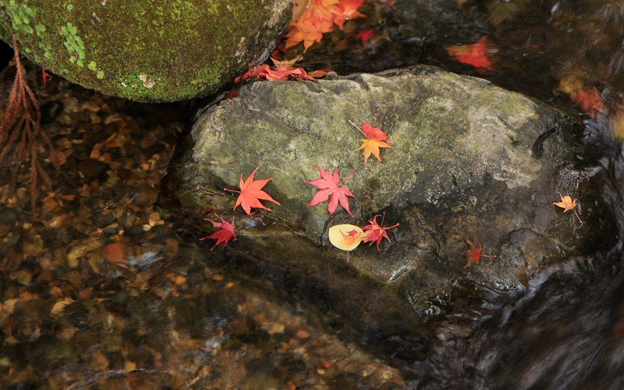 Maple Leaf Tapete gepflasterten Weg #4 - 1280x800