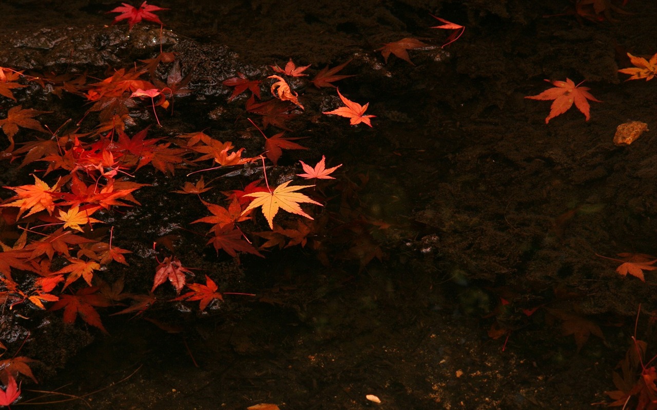Maple Leaf Tapete gepflasterten Weg #5 - 1280x800