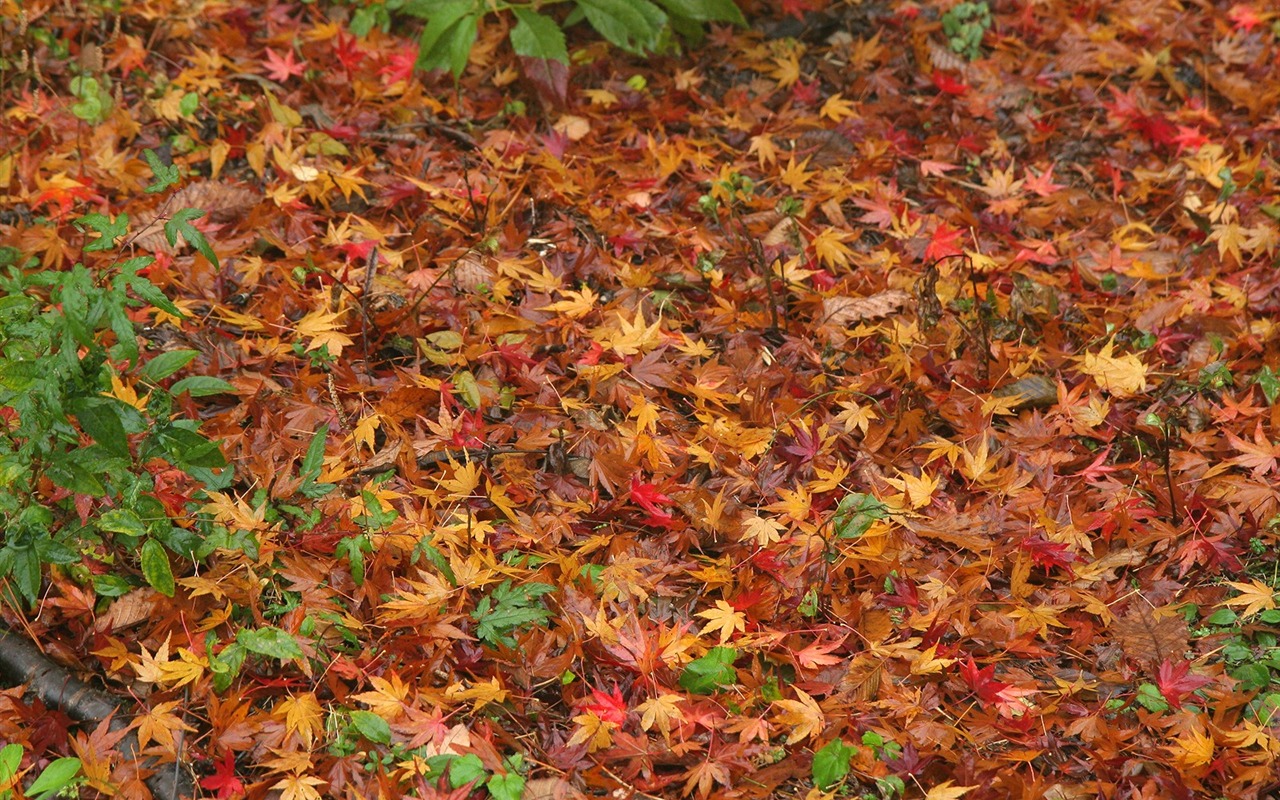 Maple Leaf Tapete gepflasterten Weg #6 - 1280x800
