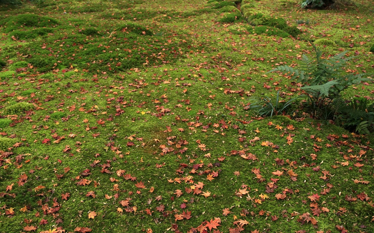 Maple Leaf Tapete gepflasterten Weg #7 - 1280x800
