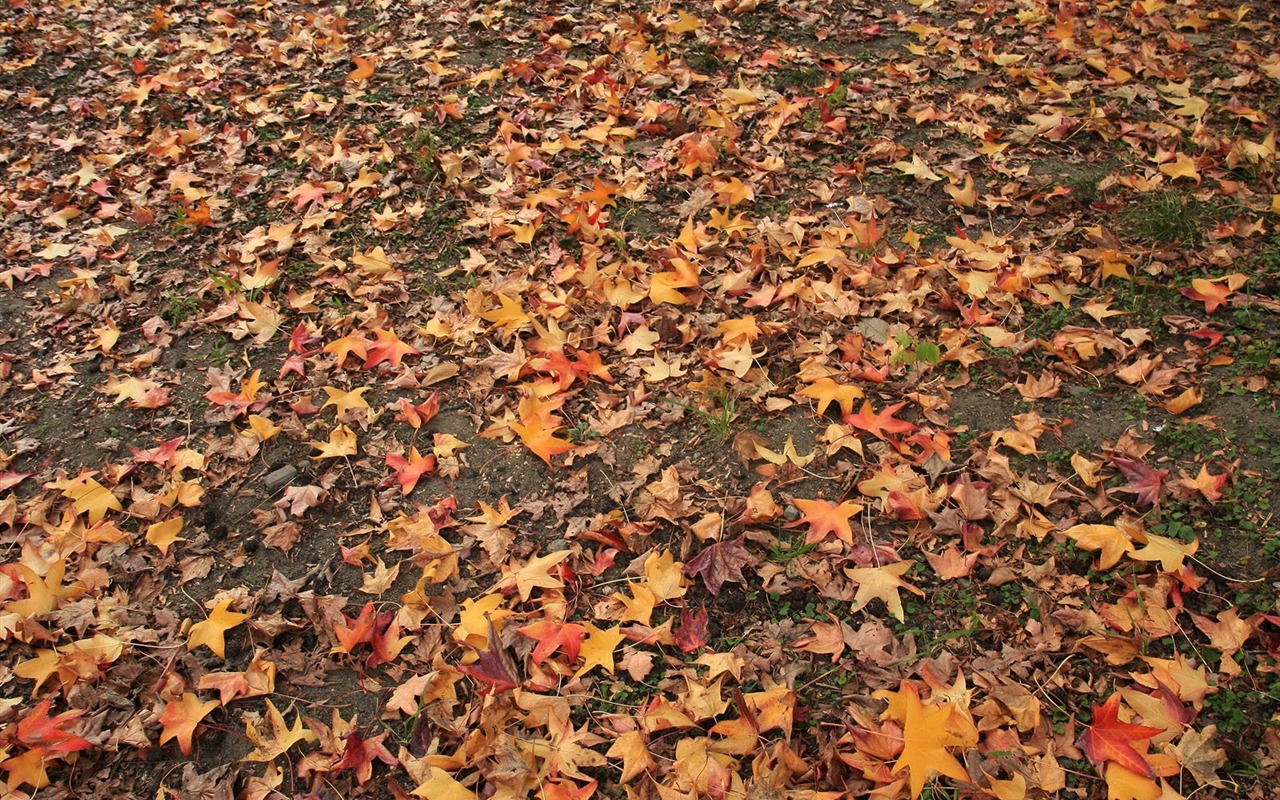 Maple Leaf Tapete gepflasterten Weg #10 - 1280x800