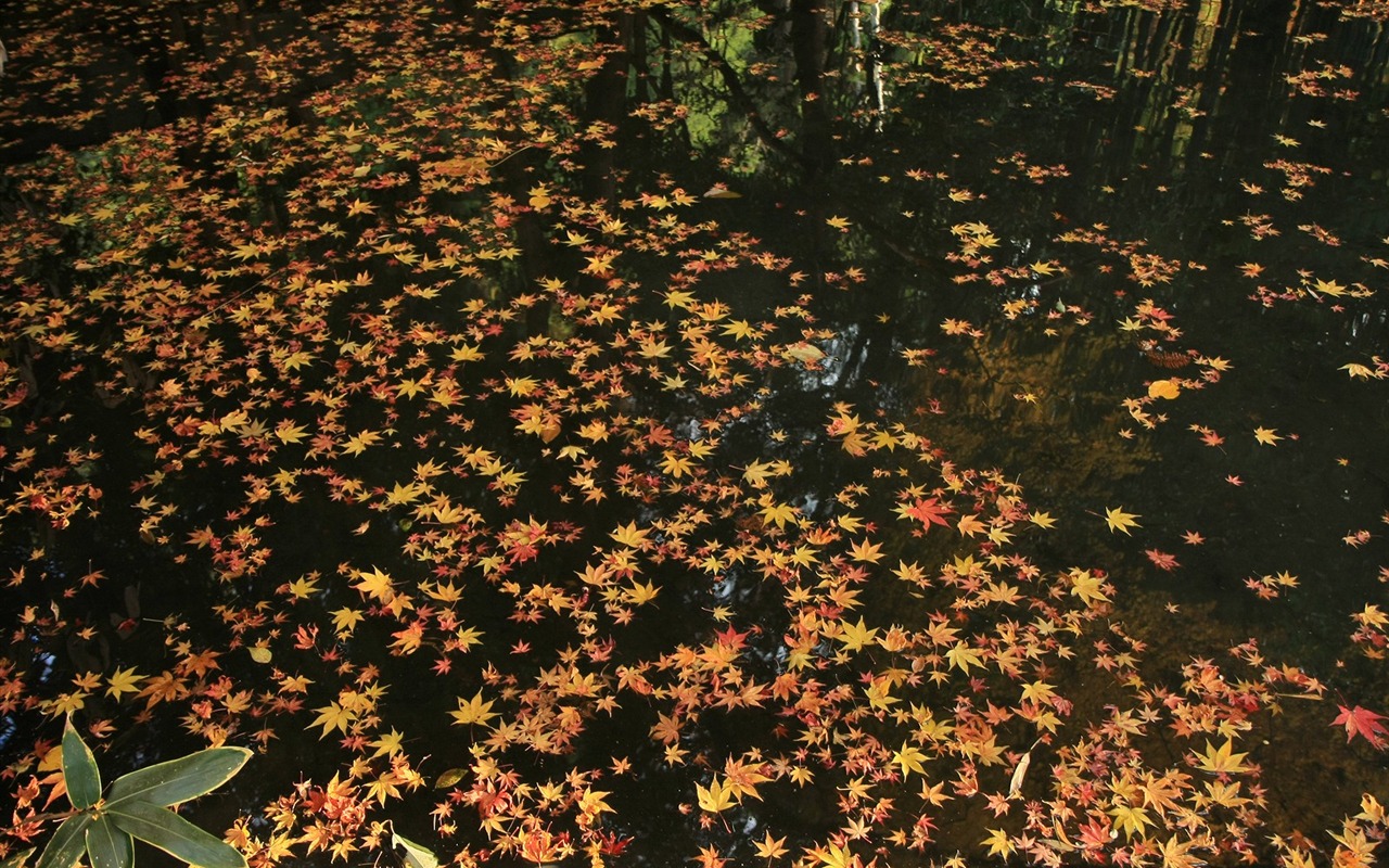 Maple Leaf Tapete gepflasterten Weg #12 - 1280x800