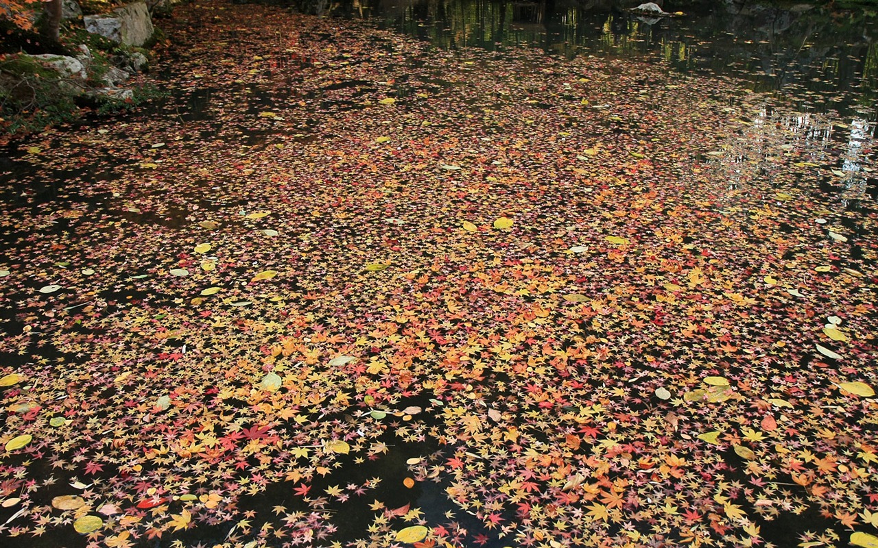 Maple Leaf Tapete gepflasterten Weg #13 - 1280x800