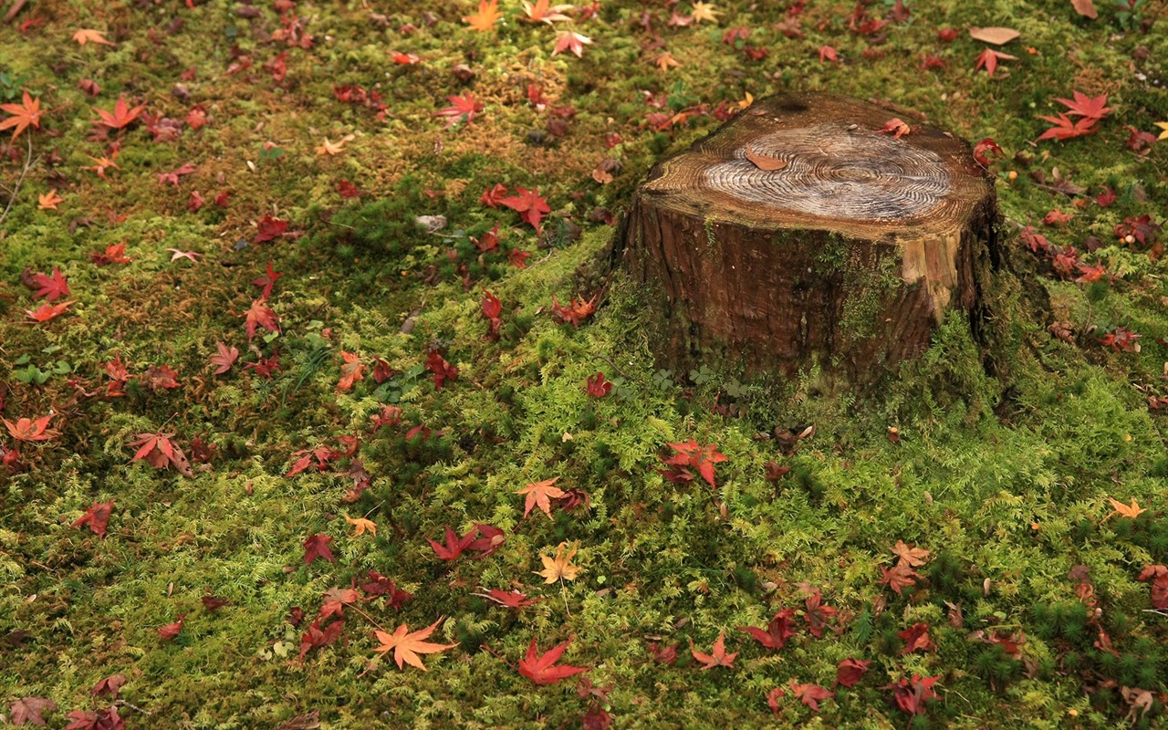 Maple Leaf Tapete gepflasterten Weg #15 - 1280x800