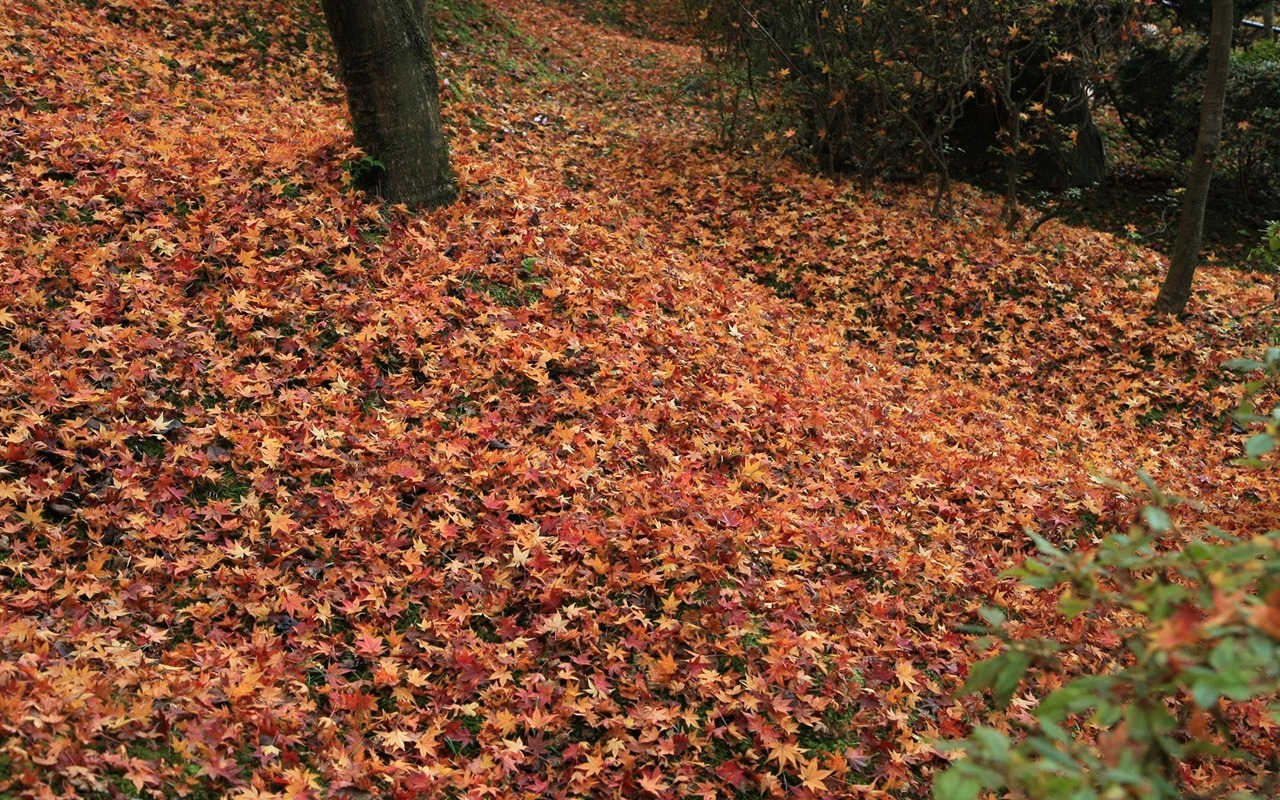 Maple Leaf Tapete gepflasterten Weg #17 - 1280x800