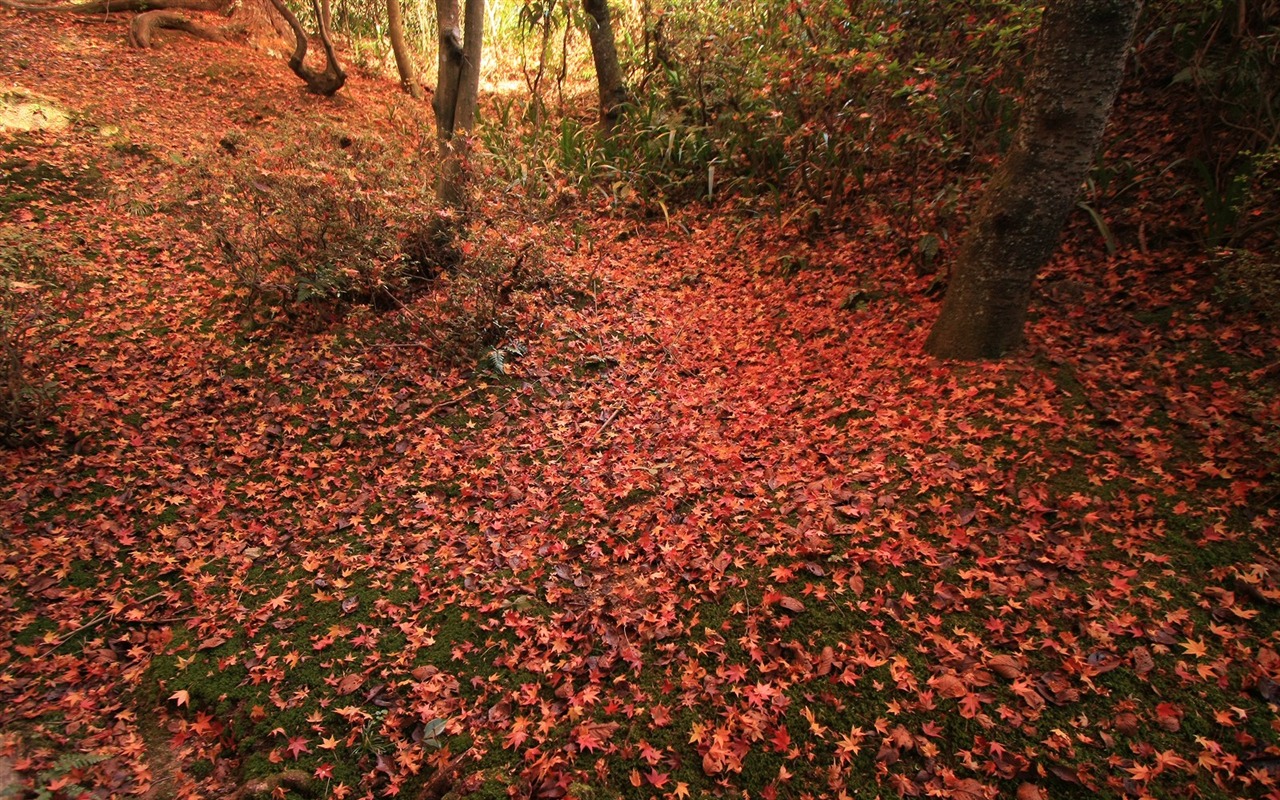 Maple Leaf wallpaper paved way #19 - 1280x800