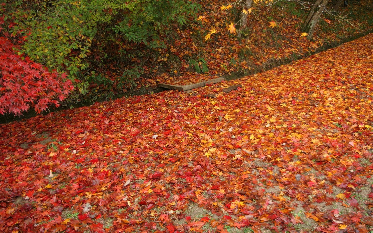 Maple Leaf Tapete gepflasterten Weg #20 - 1280x800