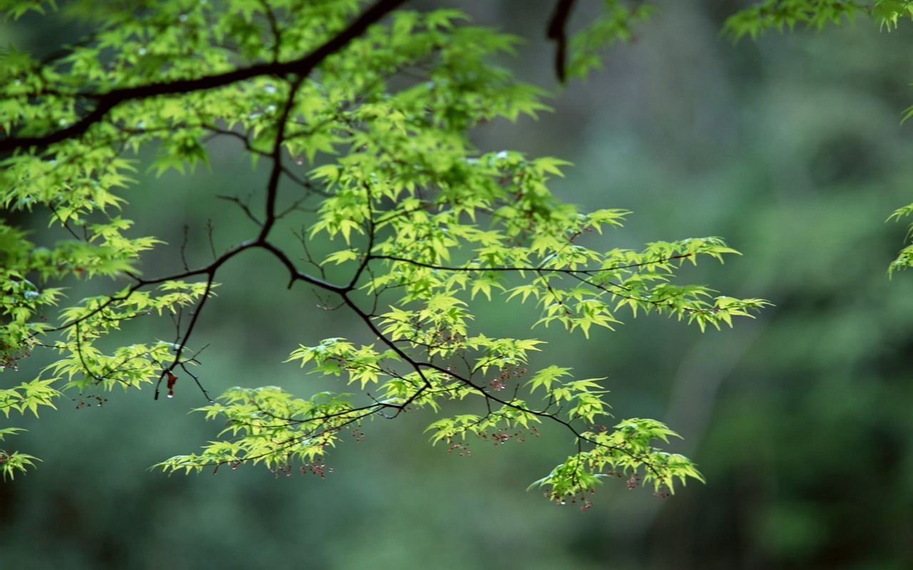 Natural Scenery Highlights (10) #3 - 1280x800