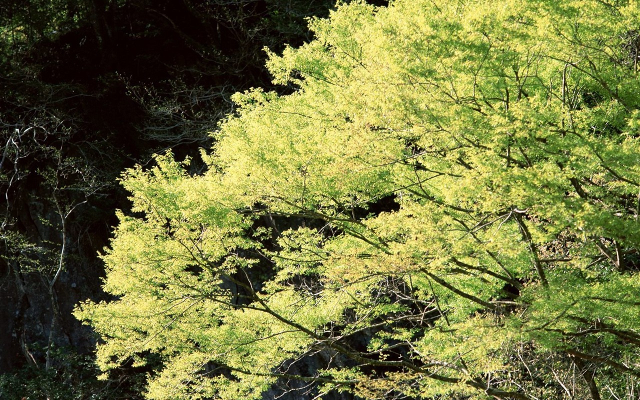 Natural Scenery Highlights (10) #9 - 1280x800