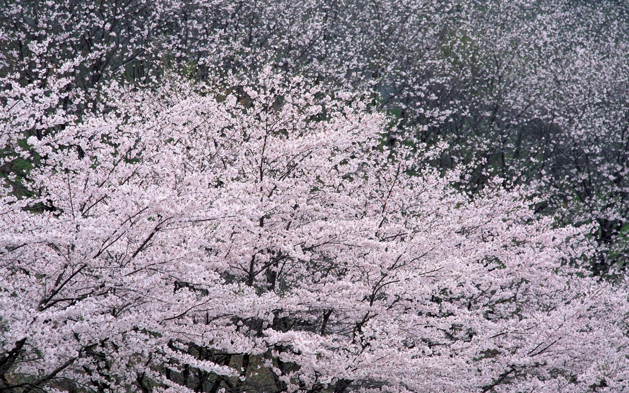 自然風光精選(十) #21 - 1280x800