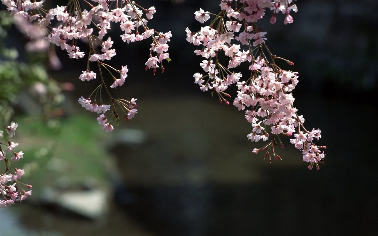 Natural Scenery Highlights (10) #23 - 1280x800