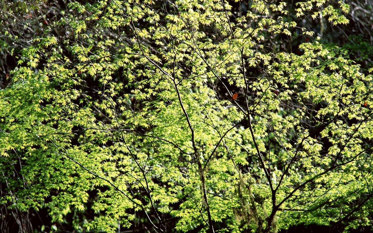 přírodní scenérii Highlights (10) #29 - 1280x800