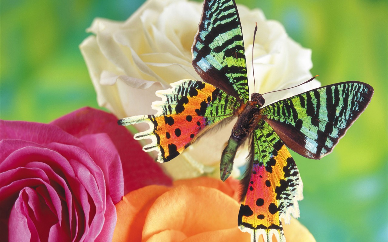 Papillons et fleurs album papier peint (1) #1 - 1280x800