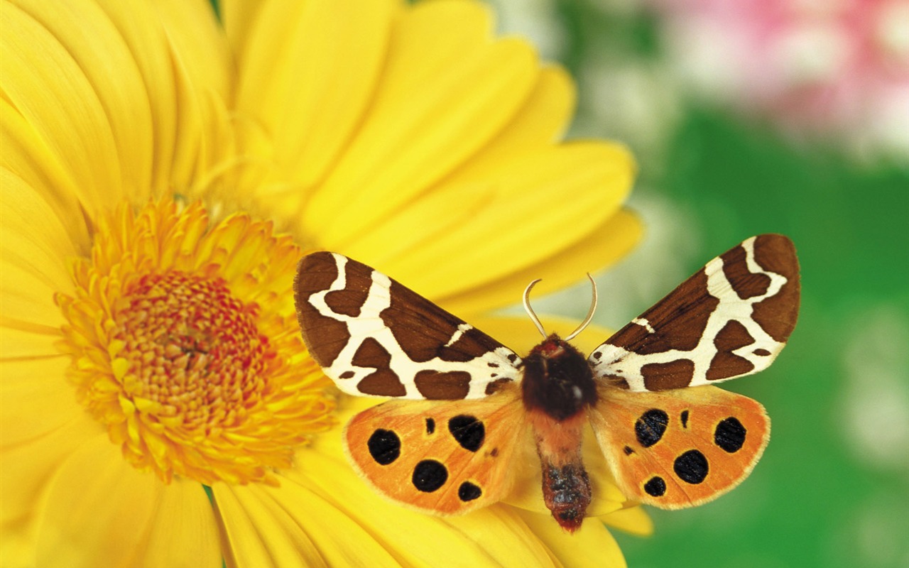 Las mariposas y las flores fondos de escritorio de disco (1) #3 - 1280x800