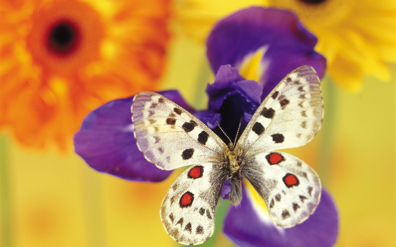 Las mariposas y las flores fondos de escritorio de disco (1) #5 - 1280x800