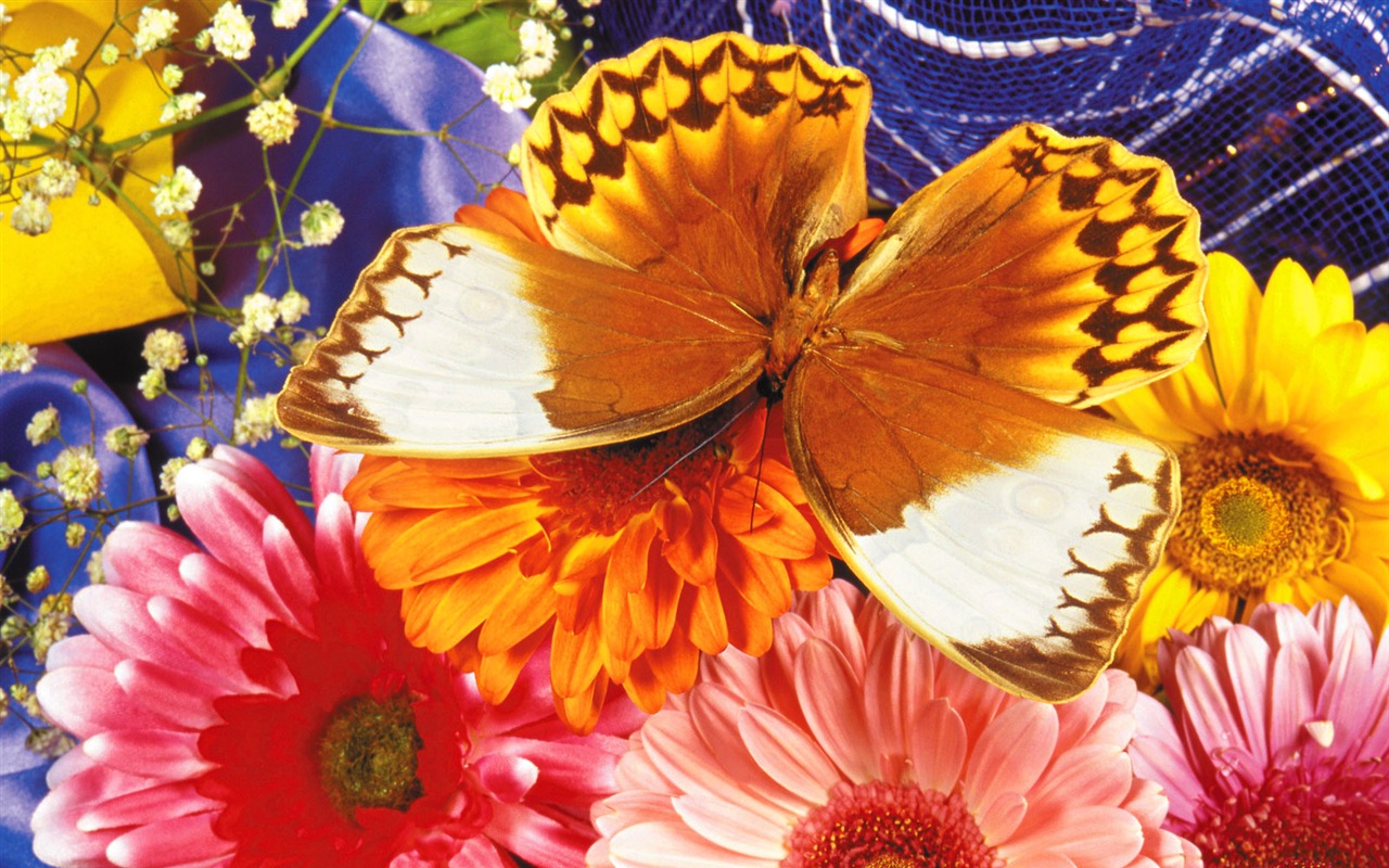 Las mariposas y las flores fondos de escritorio de disco (1) #6 - 1280x800