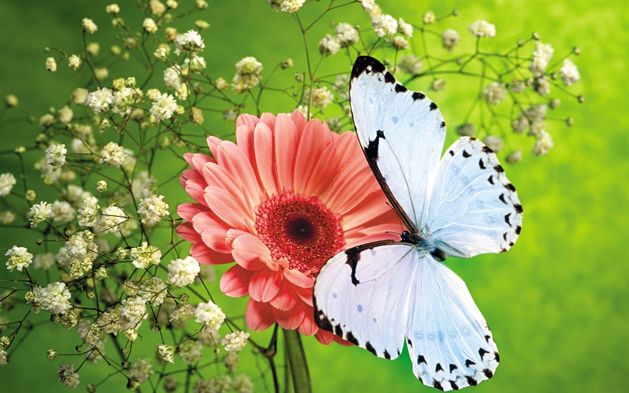 Las mariposas y las flores fondos de escritorio de disco (1) #8 - 1280x800