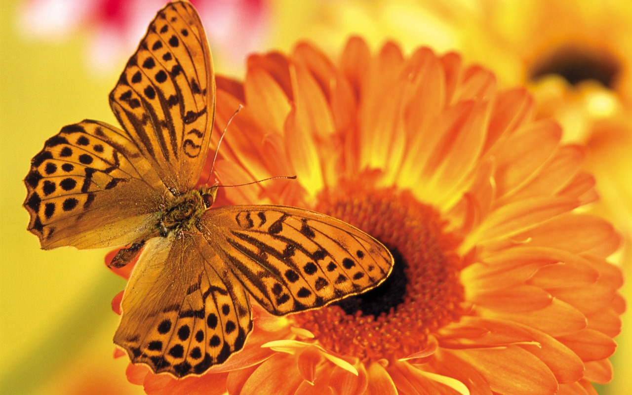 Las mariposas y las flores fondos de escritorio de disco (1) #9 - 1280x800