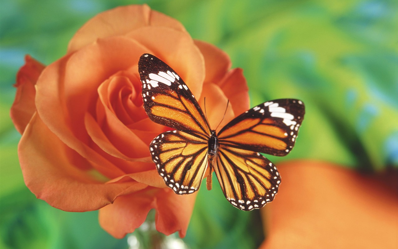Las mariposas y las flores fondos de escritorio de disco (1) #14 - 1280x800