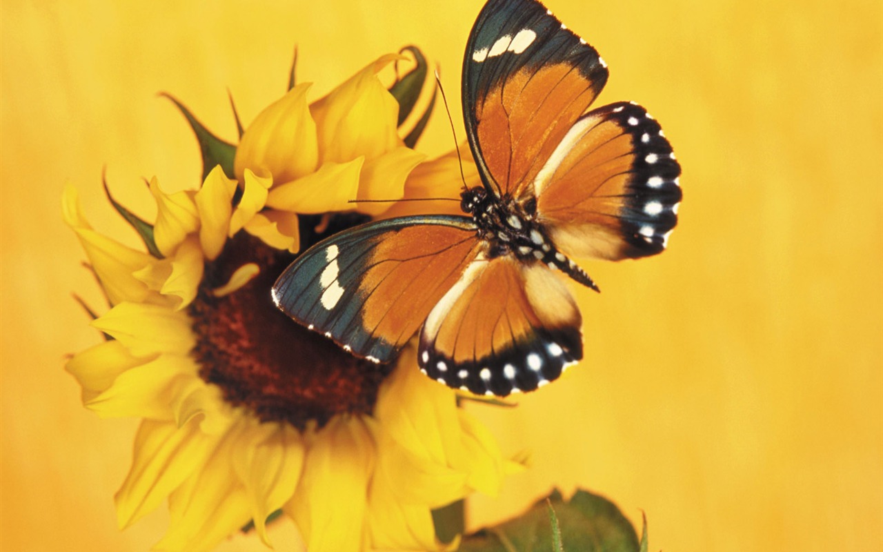 Las mariposas y las flores fondos de escritorio de disco (1) #16 - 1280x800