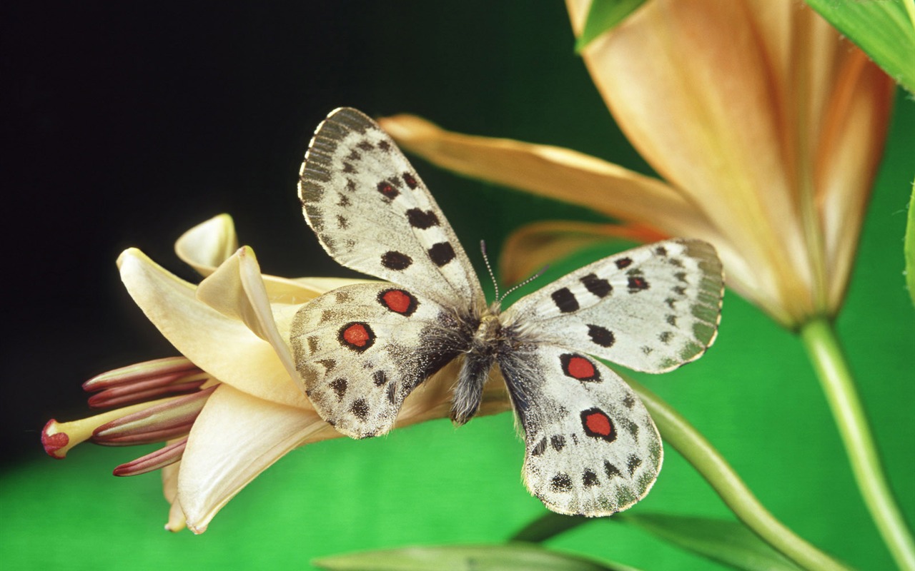 Las mariposas y las flores fondos de escritorio de disco (1) #17 - 1280x800