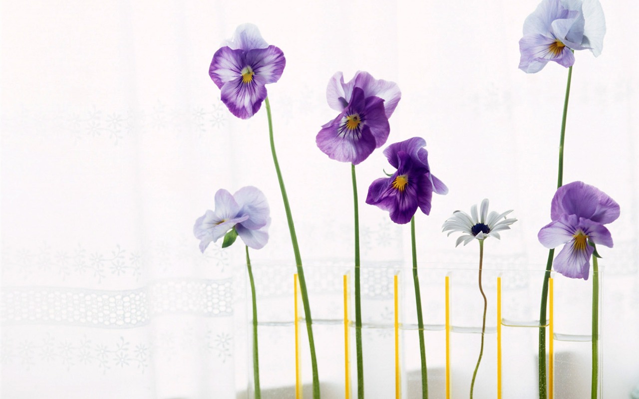 室中花寫真壁紙 #18 - 1280x800