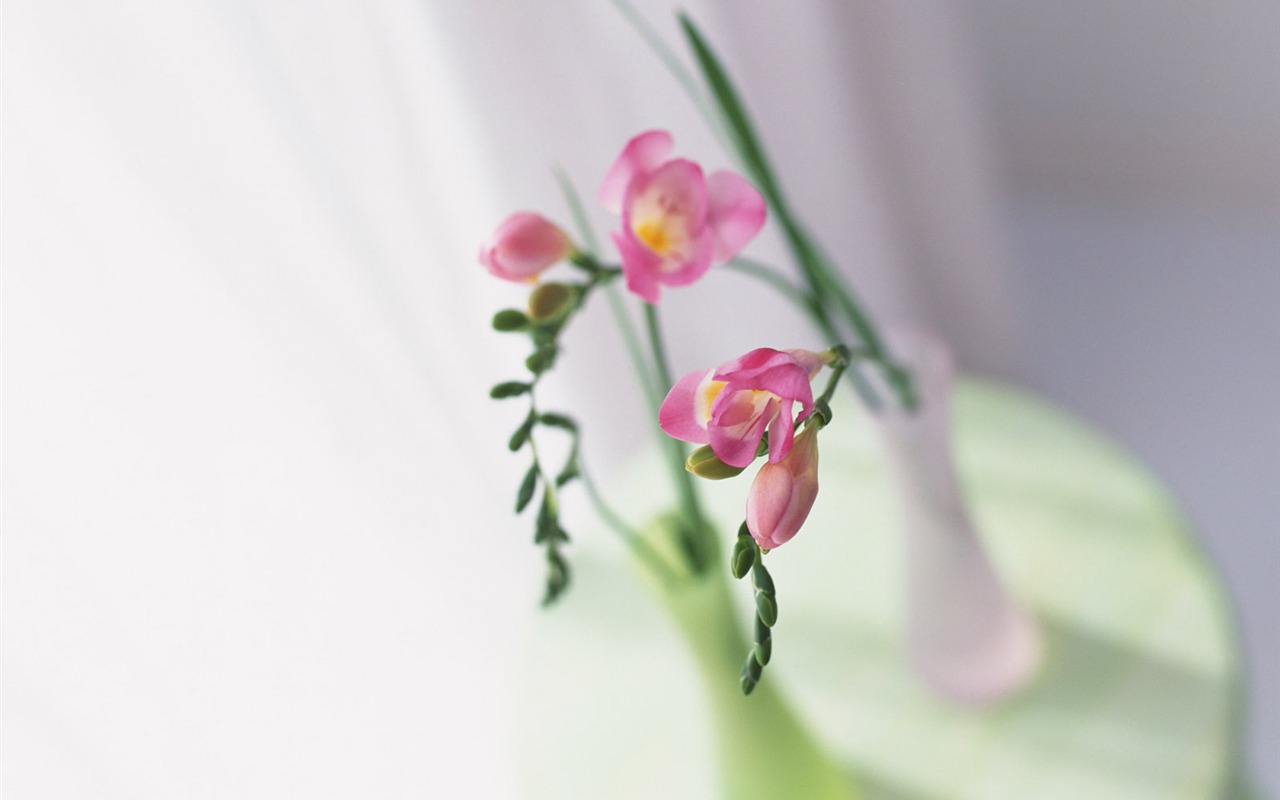 室中花寫真壁紙 #29 - 1280x800