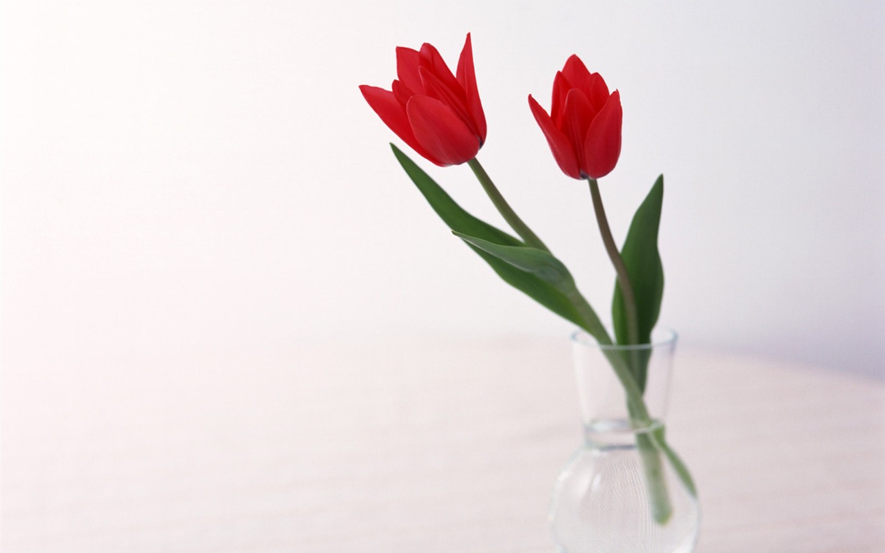 室中花寫真壁紙 #30 - 1280x800