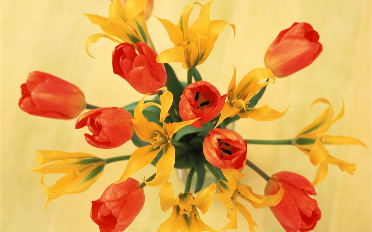 室中花寫真壁紙 #35 - 1280x800