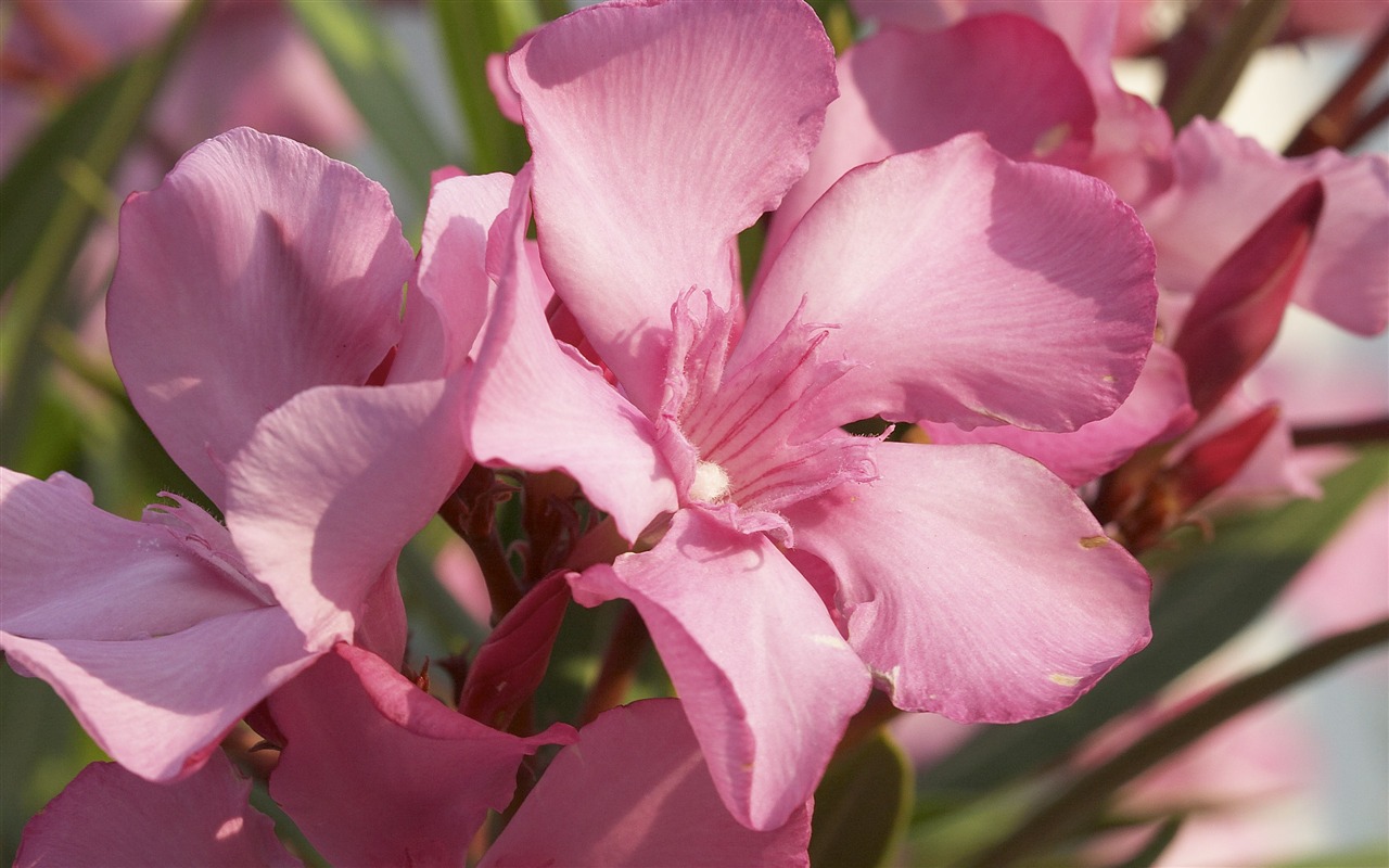 超大鲜花特写 壁纸(一)1 - 1280x800