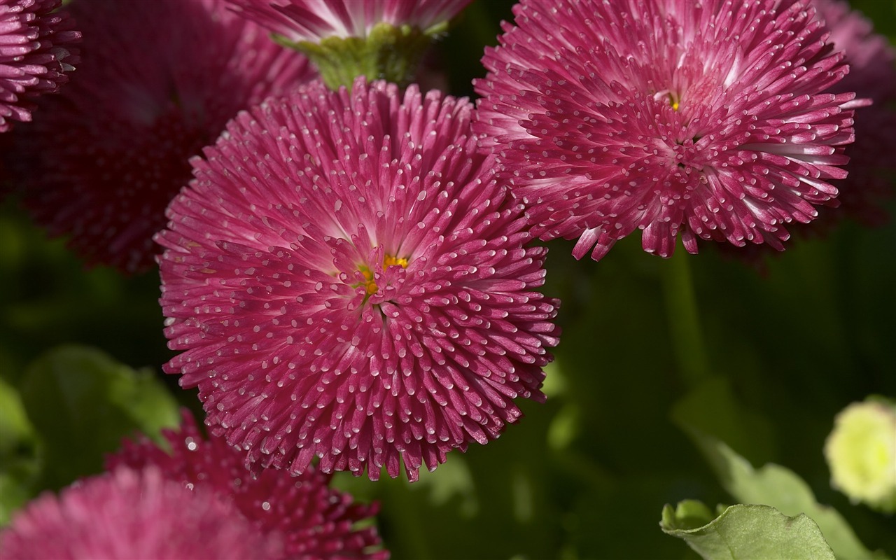 Large Flower Feature Wallpaper (1) #2 - 1280x800