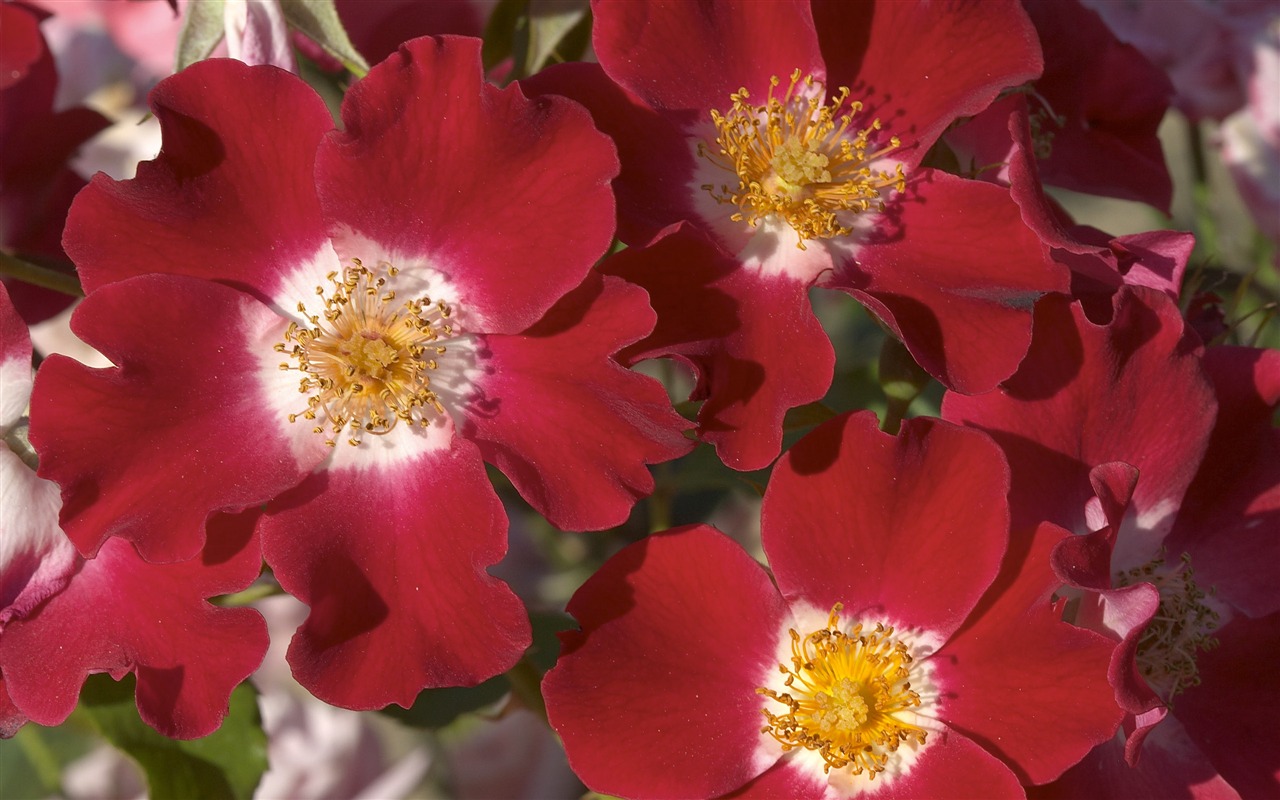 超大鮮花特寫 壁紙(一) #5 - 1280x800