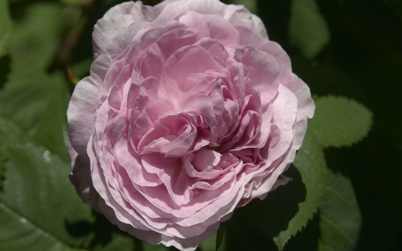 超大鮮花特寫 壁紙(一) #6 - 1280x800