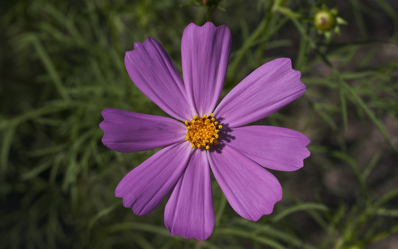 超大鲜花特写 壁纸(一)7 - 1280x800