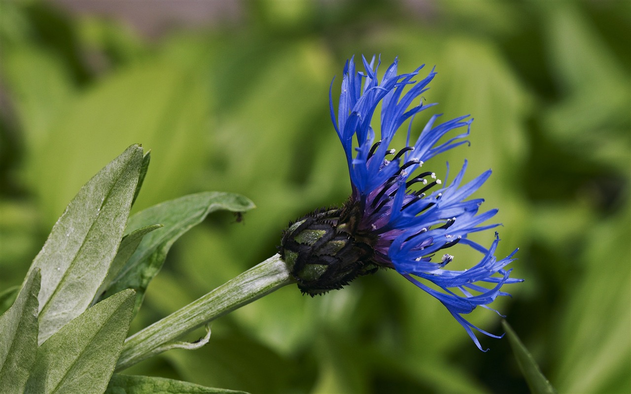 Large Flower Feature Wallpaper (1) #11 - 1280x800