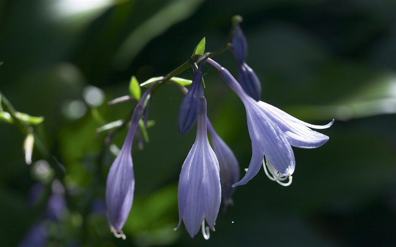 超大鲜花特写 壁纸(一)12 - 1280x800